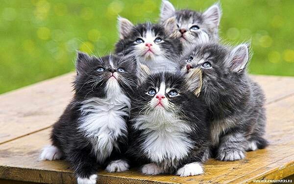 Kittens) - Milota, Cats and kittens, cat, , Kittens, Catomafia