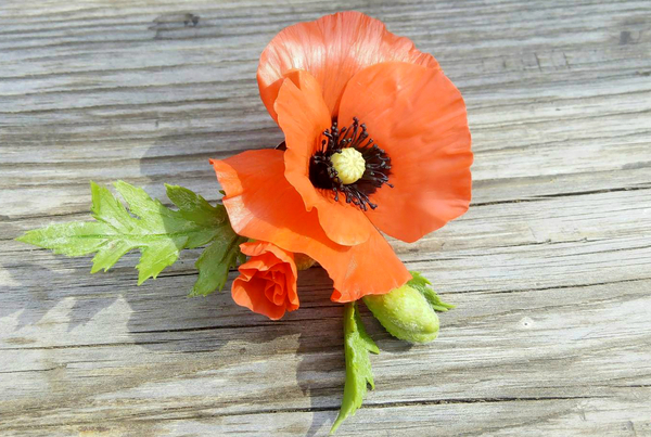 Pin-brooch with scarlet poppy - My, Needlework without process, Polymer clay, Barrette, Red Poppy, Decoration, Longpost