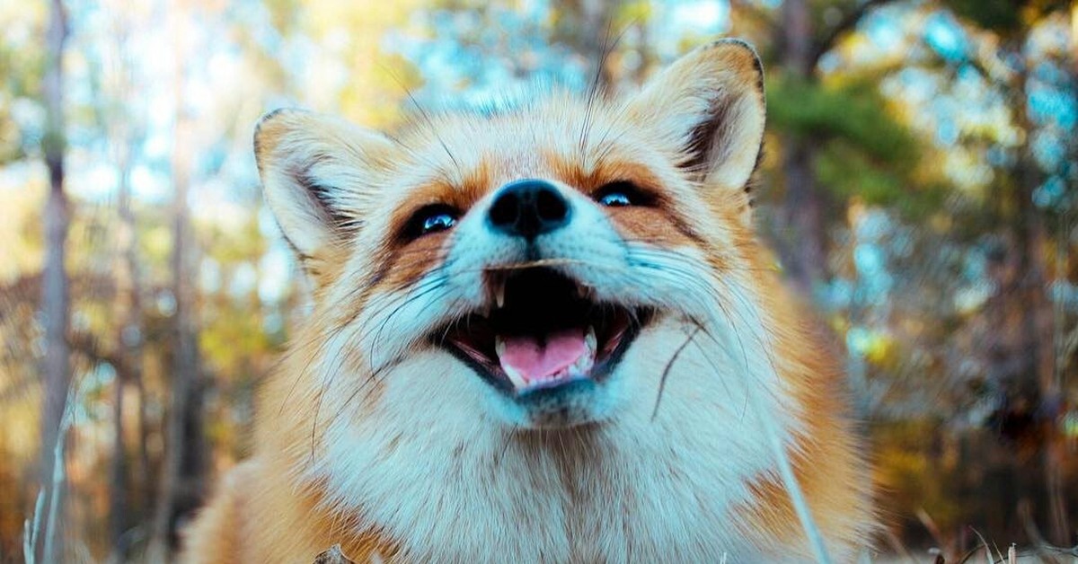 Покажи улыбающихся зверей. Лиса. Клевая лиса. Лиса улыбается. Смешная лиса.