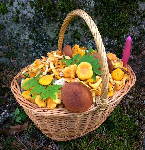 First basket of mushrooms of the season - My, Clean forest, Mushrooms, Basket, , Forest, Silent hunt