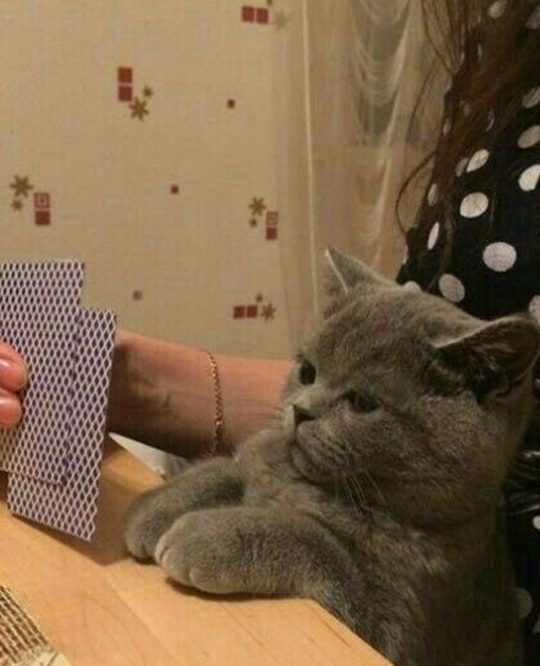 playing cards) - cat, beautiful cat, , 