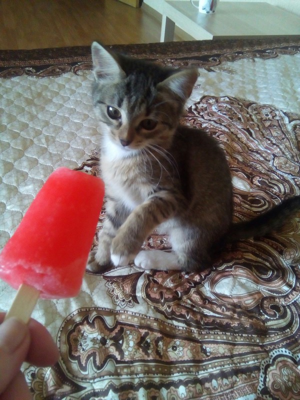 Cat and ice cream. - Ice cream, Sonya, My, cat, Longpost