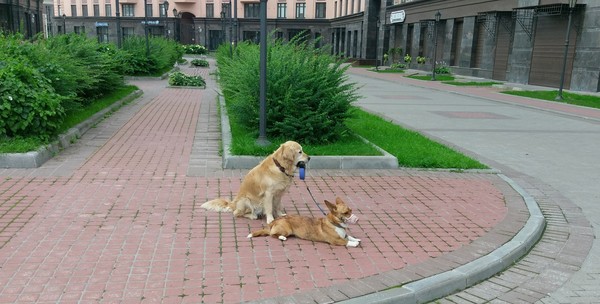 Responsible dog - My, , Saint Petersburg, Dog