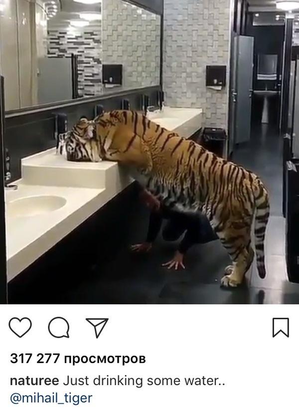The tiger just drinks water - Tiger, Heat, Tap water, Pust-Pust, Sperto from Instagram, Water