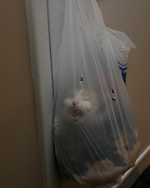 The cat loves to sit in a bag - cat, Bags