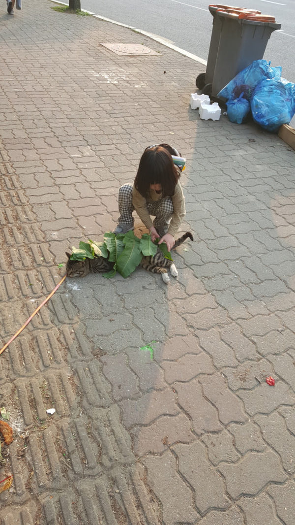 The boy covers the cat with leaves on a hot day - cat, Boy, Kindness, Milota, Heat