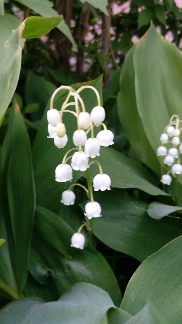 Lilies of the valley in May and August - My, Lilies of the valley, May, August