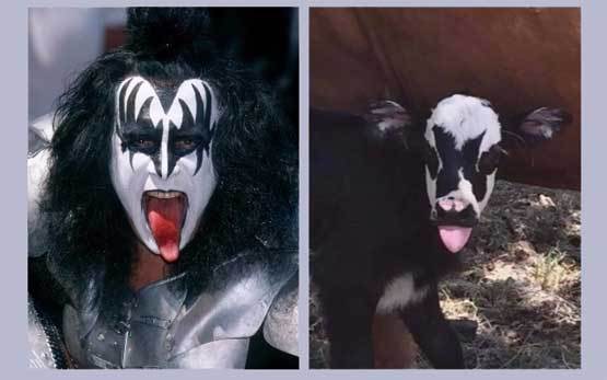          KISS