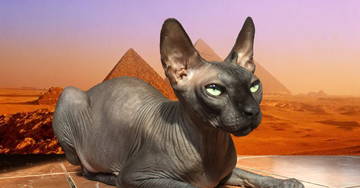 Звуки египта для кошек слушать. Египетский сфинкс кошка. Египетская бесшерстная кошка сфинкс. Канадский сфинкс. Канадский сфинкс Египет.