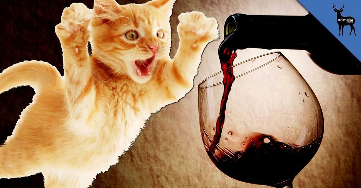 Котики пьют. Кот с бокалом. Котик с вином. Вино для кошек. Кошка с бокалом вина.
