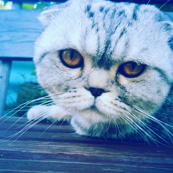 Vasya on a walk - My, cat, , Scottish lop-eared, Longpost