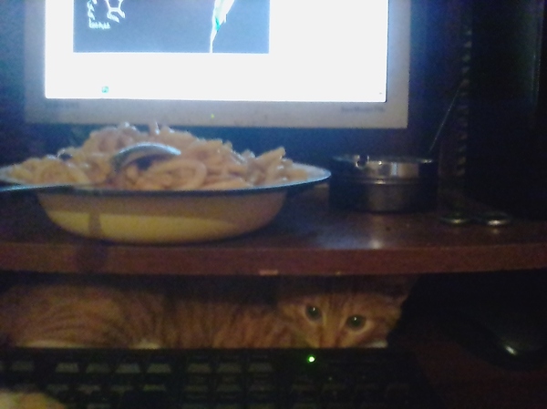 Hey brother, do you need help? - My, cat, Food, 