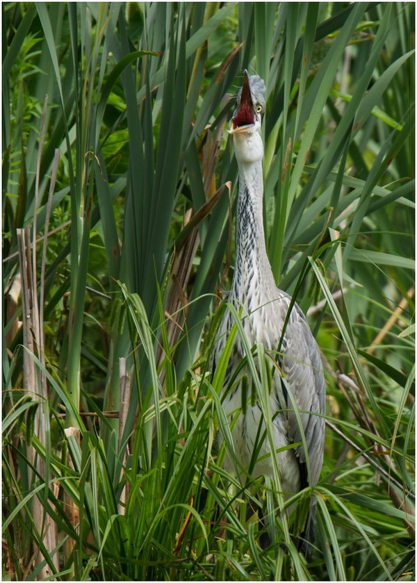 Когда пытаешься докричаться