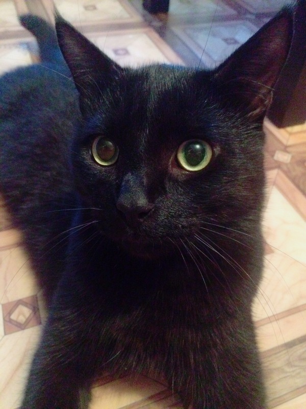 Black Milota - My, cat, 