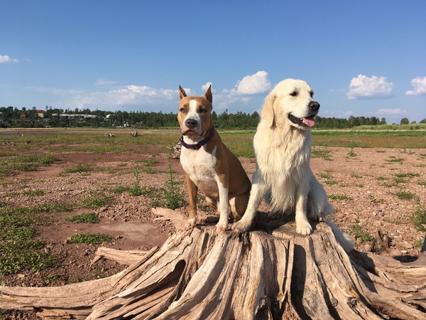 Best friends - My, Amstaff, , Friend of human, Dog, Golden retriever