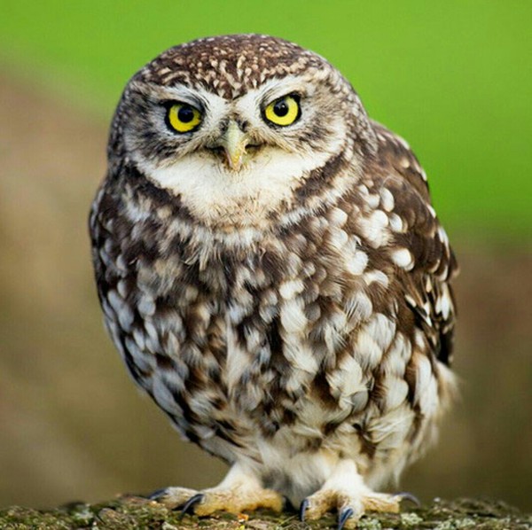 ����������� �����