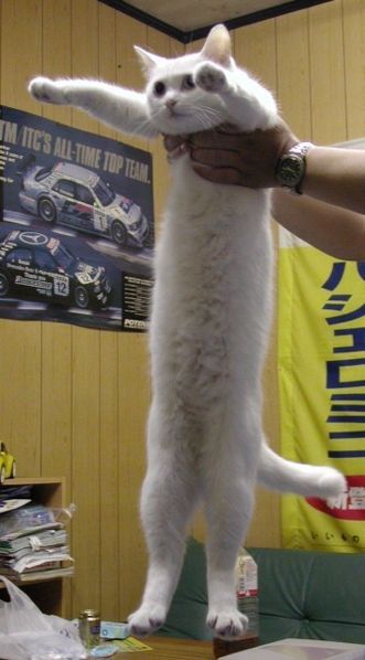 How long is longcat - cat, , Anniversary