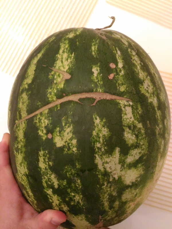 Today I was afraid to cut it - My, Anger, Watermelon