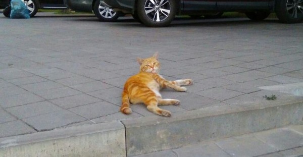 The owner of the parking lot was disturbed. - cat, funny cats, Fluffy, Catomafia, Anapa, Funny cats