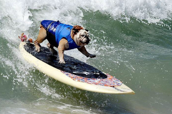 U.S. Dog Surfing Championships - USA, Surfing, , Interesting, Video, Longpost