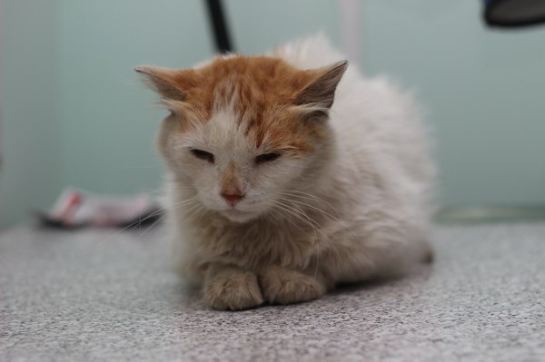 Кот рисующий лапами Кот рисующий лапами