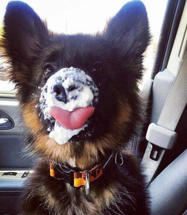 Yes, I did not see who ate your sour cream! - Puppies, Car