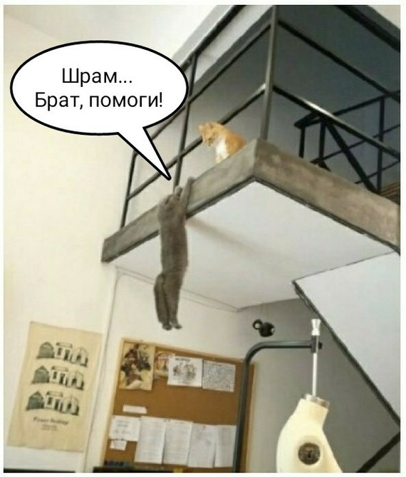 Пушистый предатель | Пикабу