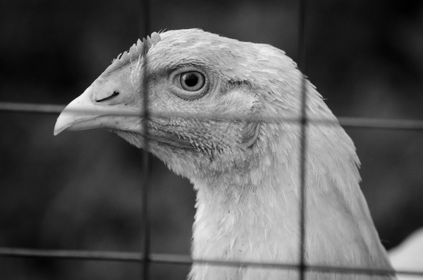  , , , Nikon d5100