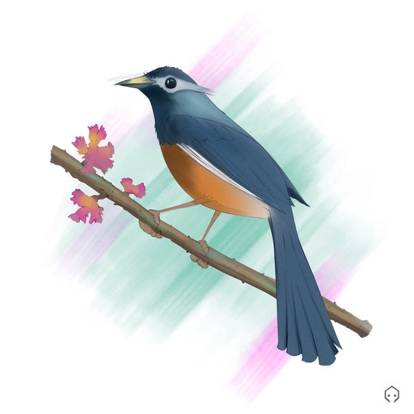 I draw a bird in Photoshop and comment a bit - My, Birds, Drawing, Artist, Photoshop, Youtube, Youtube channels, Art, Digital drawing, Video