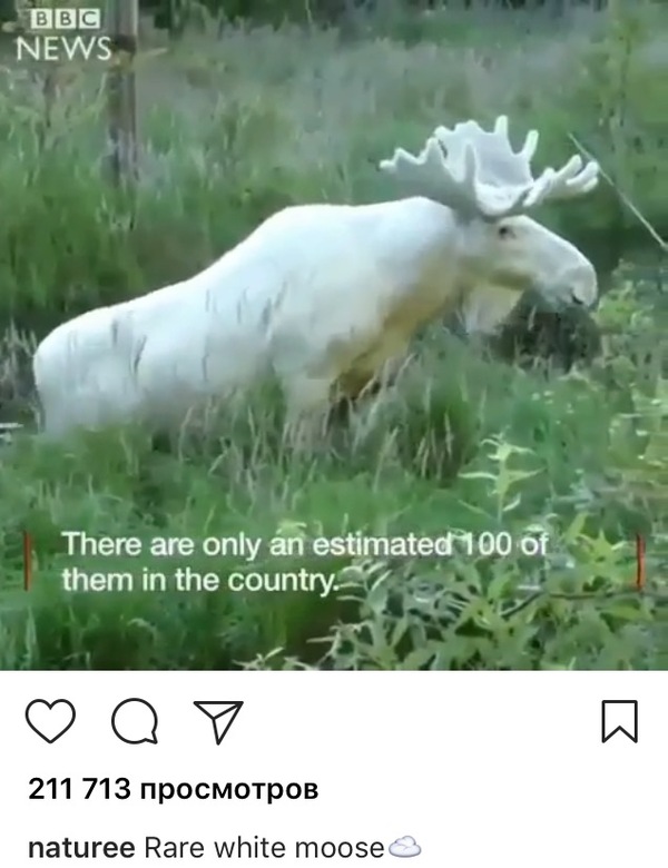 white elk - Albino, Elk, White, Birds, Nature, Sperto from Instagram