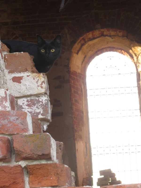 Inhabitant of the church ruins - My, cat, Ruin, Ruins, Church