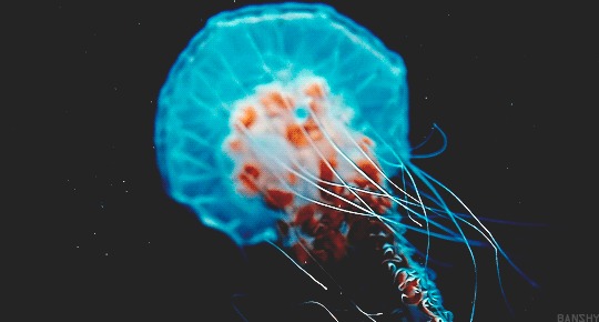 Jellyfish , , , , 