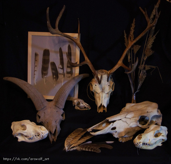 About my zoological collection - My, Collection, Scull, Taxidermy, Zoology, Osteology, Feathers, Animalistics, Anatomy, Longpost