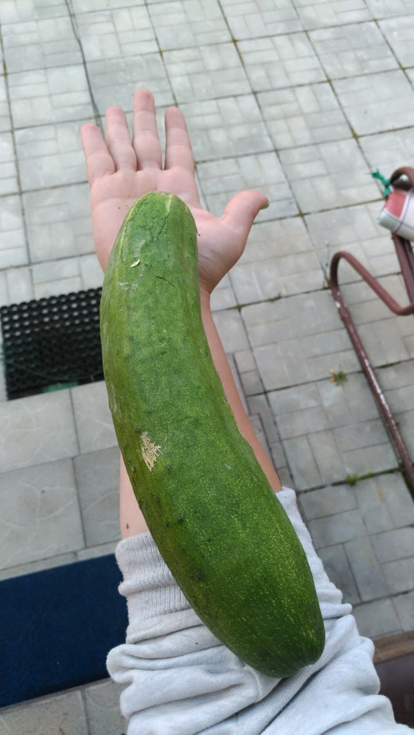 Gherkin - My, Cucumbers, Harvest, Big, Hand