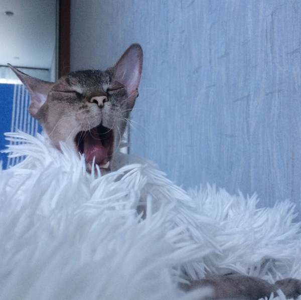 contagious - Yawn, , My, cat