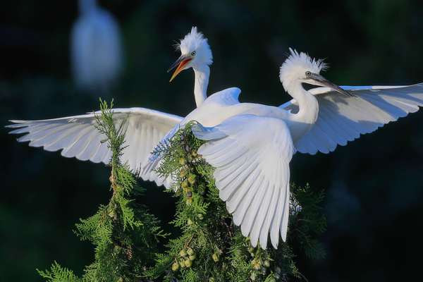Egrets - The photo, Egret, Gracefulness
