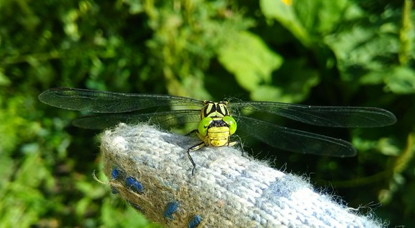 Curious dragonfly - My, Stecose, Summer