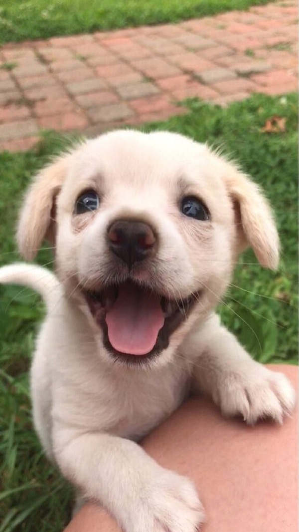 Happiness full eyes - Dog, Toddlers, Puppies, Milota, Smile, Children