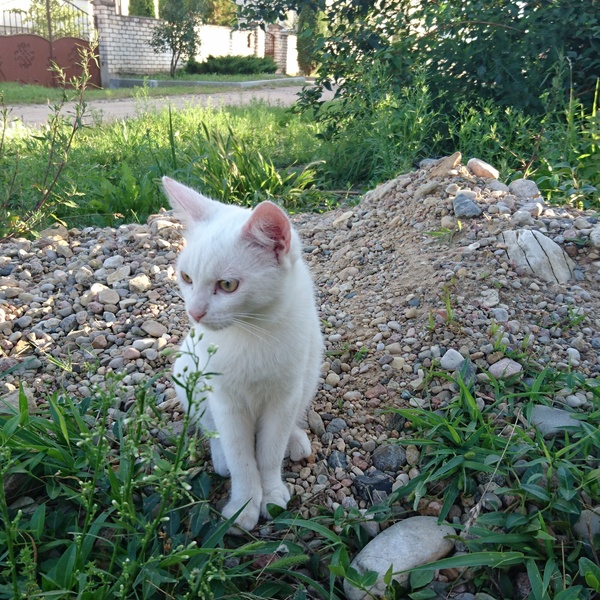 На природе ...