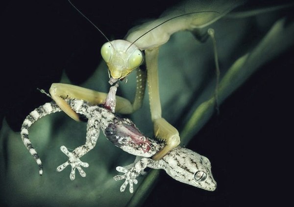 predator - Gecko, Mantis, Not mine