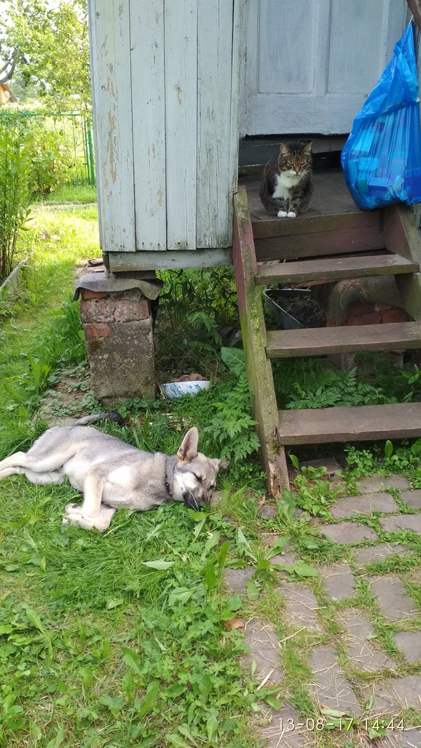 CITIZENS PASSENGERS! DON'T PASS BY! - My, Found a dog, Animals, Foundling, In good hands, Clever, Moscow, Подмосковье, Longpost