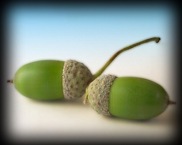 ACORNS - My, The photo, Acorn, Desktop wallpaper