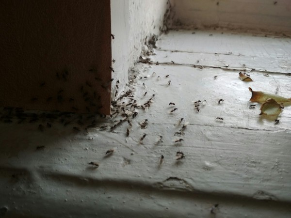 Ants infested the house - My, Ants, The photo, Windowsill