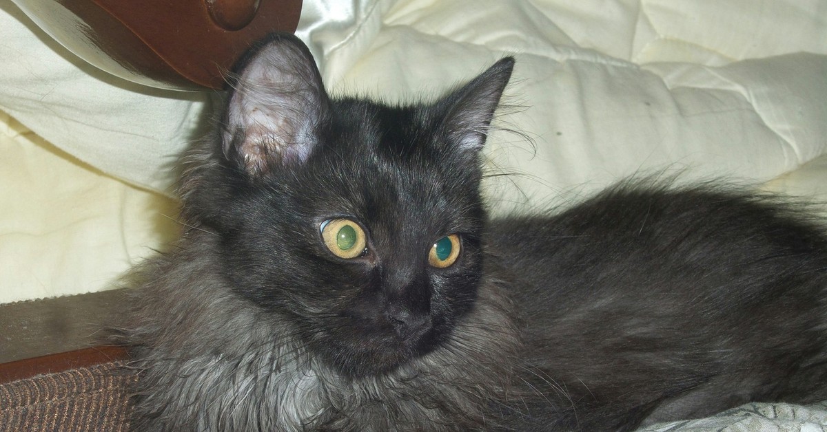 Тиффани кошка. Шантильи-Тиффани порода. Кот породы шантильи Тиффани. Шантильи Тиффани серый. Тиффани шантильи черный.