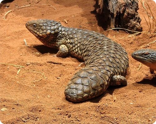 Descendant of a dragon and a fir cone - , , Longpost