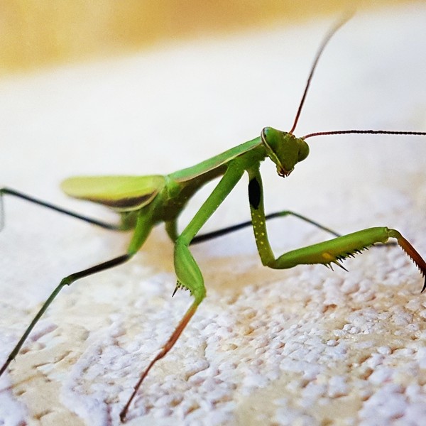I met this guy at work today - My, The photo, Жуки, Mantis