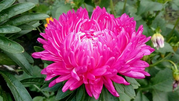 Радости августа