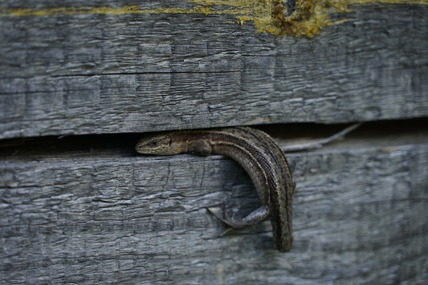 Lizard without a tail - My, Animals, Lizard