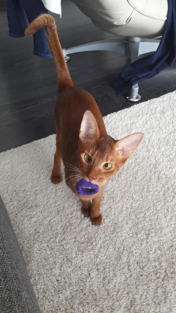 I didn't understand if we were playing or where... - Abyssinian cat, Toys for animals, My, cat