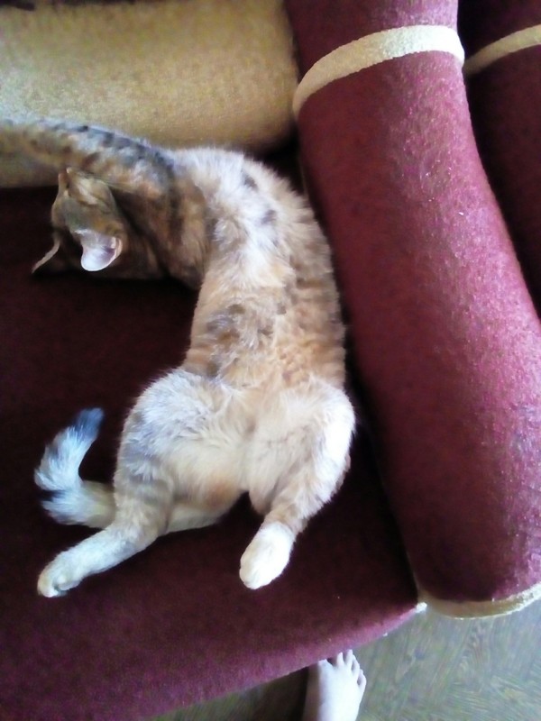 Кошка по имени Кот